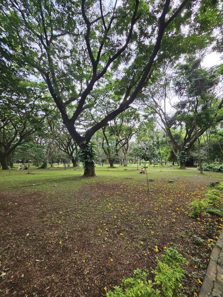 cubbon-park-trees